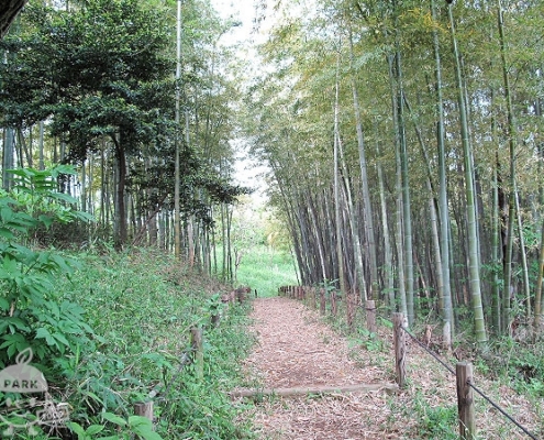 竹林の散策路