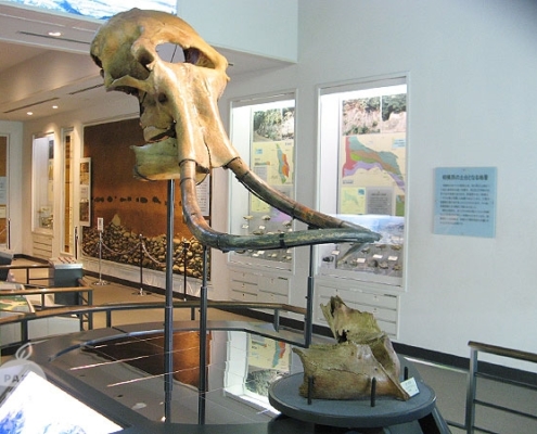 マンモスの化石
