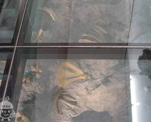トドの化石