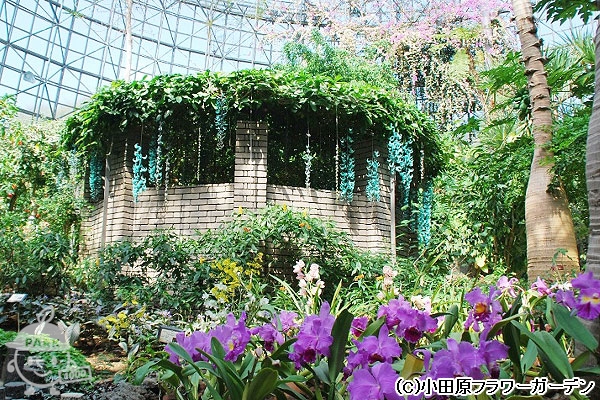 トロピカルドーム温室