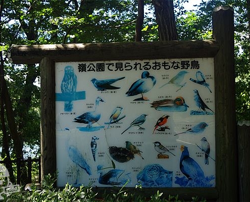 嶺公園で見られるおもな野鳥