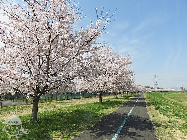桜並木