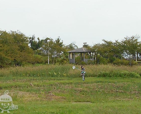 生き物探し