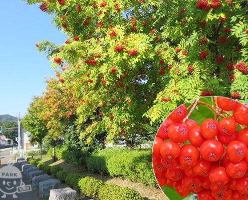 赤い実の木