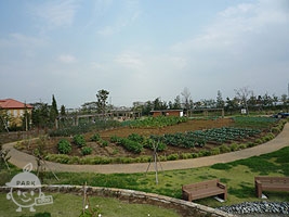 野菜の栽培