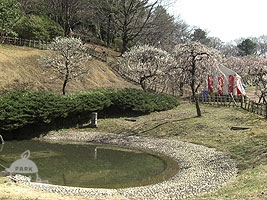大倉山公園の梅林