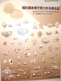 貝化石