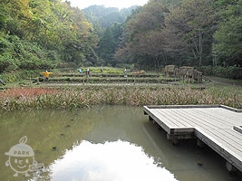湿性植物園