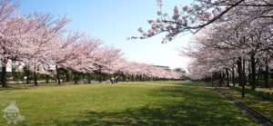 宝野公園の桜並木