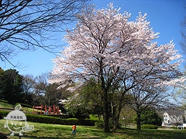 ピクニック広場内の桜