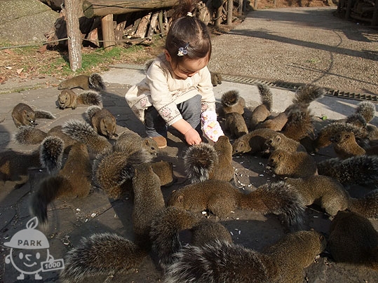 町田リス園 Machida Squirrel Garden 1000円もって公園へ行こう