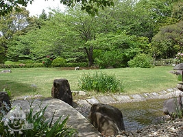 日本庭園の様子