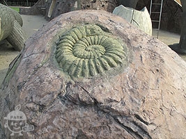 アンモナイトの化石