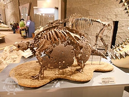 哺乳類の骨格標本