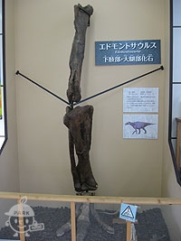 エドモントサウルスの化石