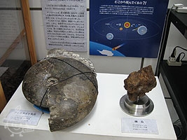 本物の化石