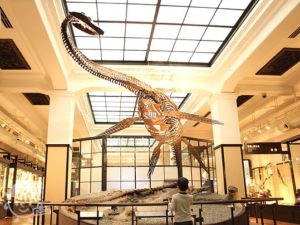 国立科学博物館