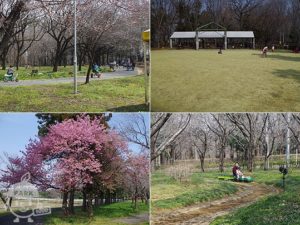 川本サングリーンパーク