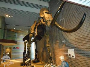 マンモスの骨格標本