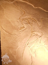 始祖鳥の化石