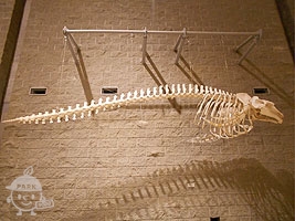 哺乳類の骨格標本
