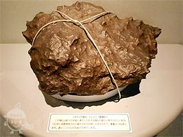 本物の隕石