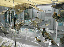 鳥の展示