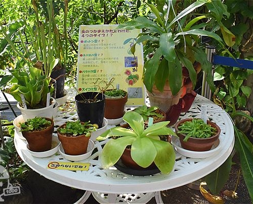 食虫植物