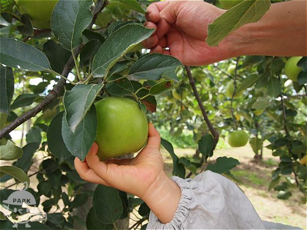 りんごもぎとり収穫体験