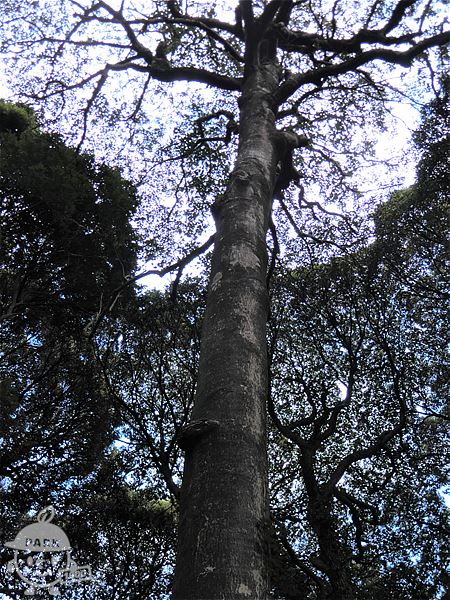 樹齢250年以上のクロガネモチ