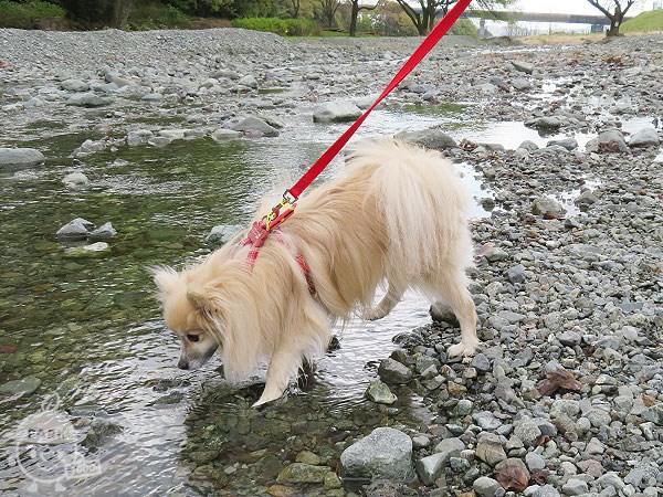 犬も川遊び