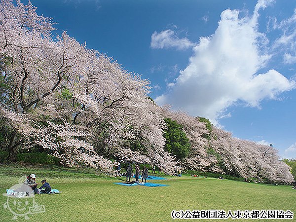 ファミリーパークの桜