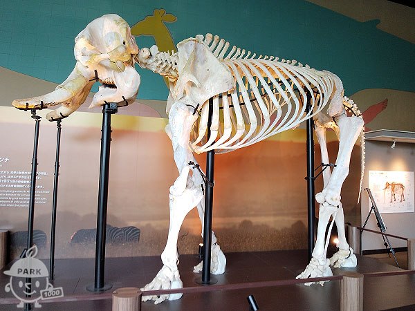 アフリカゾウの全身骨格標本