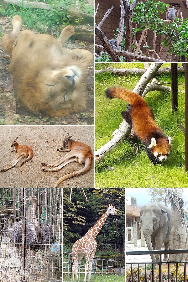 東山動植物園の動物たち