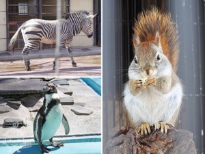 夢見ヶ崎動物公園