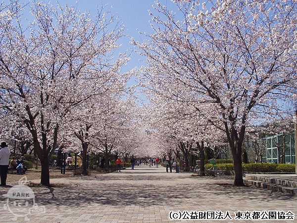 桜並木
