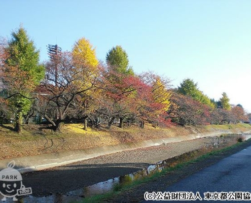 紅葉