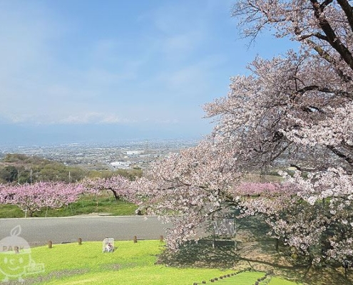 桜