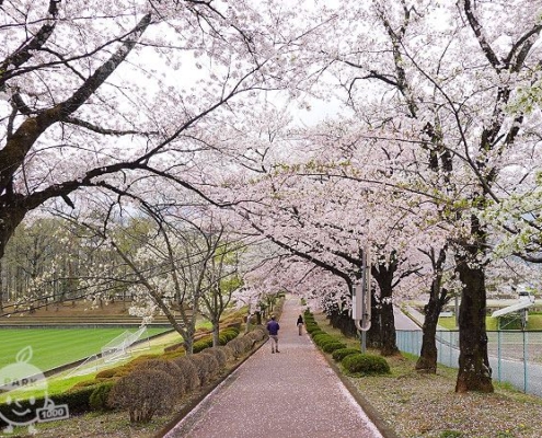 桜並木