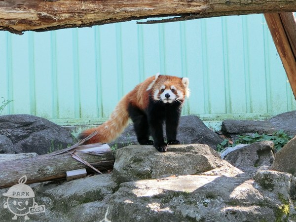 レッサーパンダ