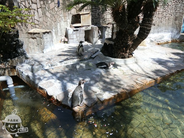 フンボルトペンギン