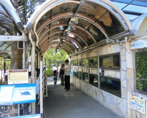水生コーナー