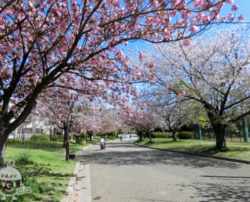 桜並木