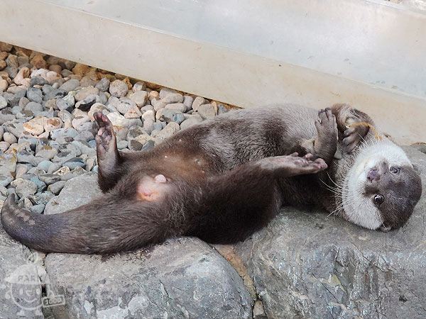 コツメカワウソ