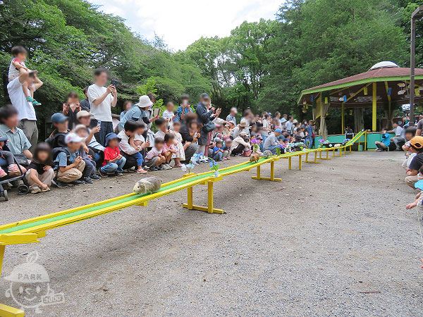 ふれあい広場・テンジクネズミのおかえり橋