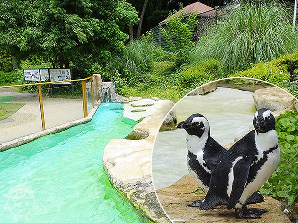 ケープペンギン