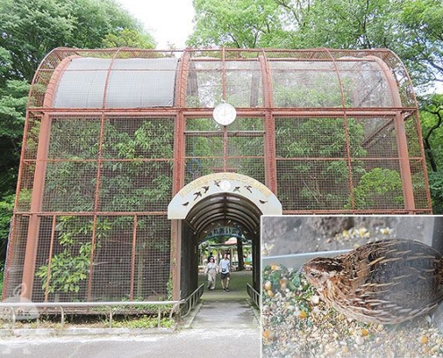 シンボルケージ