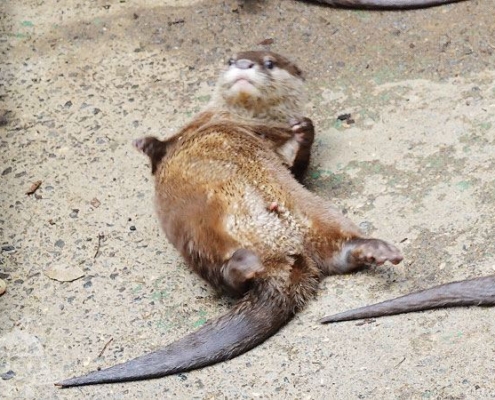 コツメカワウソ