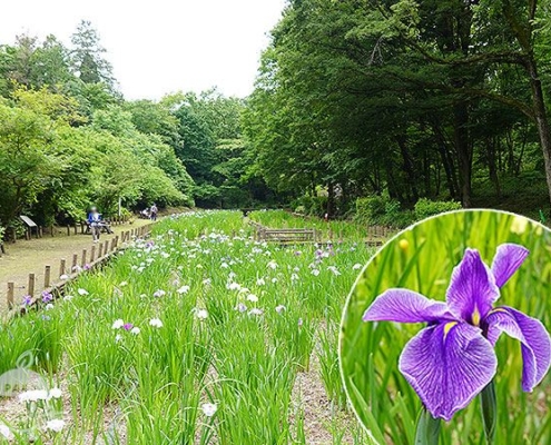花菖蒲園