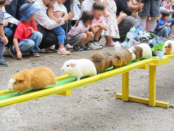 テンジクネズミのおかえり橋